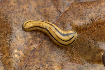 Meerlijnige hamerhoofdplatworm: afgesplitst gedeelte dat zal uitgroeien tot een volwaardig exemplaar