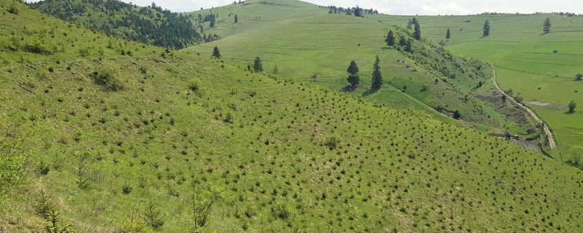 aanplant bos op grasland bremvlinder