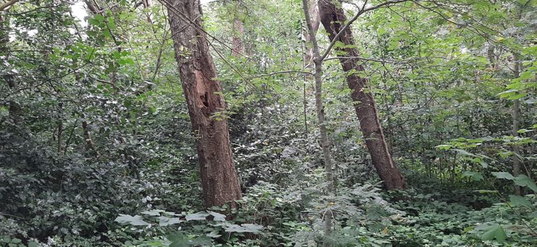 Structuurrijk inheems bos ontwikkelt zich onder een kronendak van Amerikaanse vogelkers in Prunusreservaat Norg, Nederland. Het basenrijke strooisel draagt bij aan de nutriëntenvoorziening