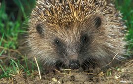 Egel (Foto Vilda/Rollin Verlinde)