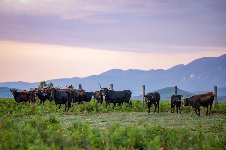 Taurossen in het Velebit-gebergte in Kroatië