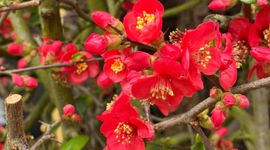 Japanse dwergkwee (Chaenomeles speciosa) tegen de Oranjerie van de Hortus botanicus Leiden