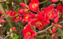 Japanse dwergkwee (Chaenomeles speciosa) tegen de Oranjerie van de Hortus botanicus Leiden