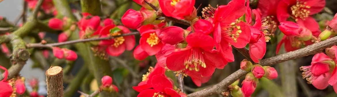 Japanse dwergkwee (Chaenomeles speciosa) tegen de Oranjerie van de Hortus botanicus Leiden