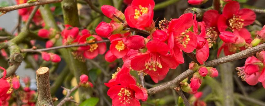 Japanse dwergkwee (Chaenomeles speciosa) tegen de Oranjerie van de Hortus botanicus Leiden