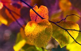 Pixabay