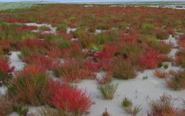 Mark Zekhuis, Saxifraga Klein schorrenkruid
