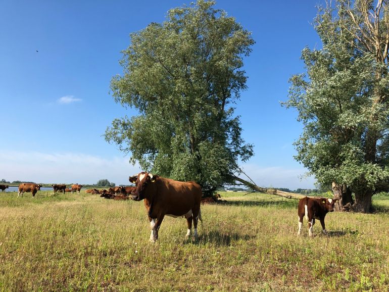 Grazers in de Hemelrijkse Waard