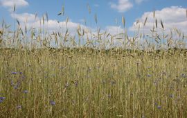 Agrarisch landschap in Drenthe