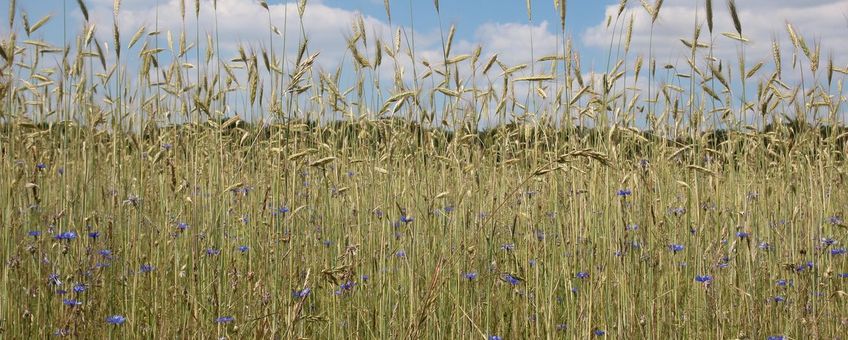 Agrarisch landschap in Drenthe