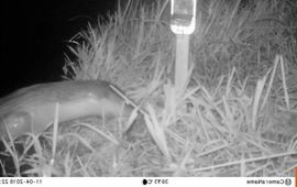 Natuurmonumenten Otter terug in het Naardermeer