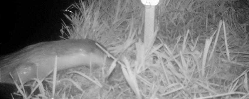 Otter terug in het Naardermeer