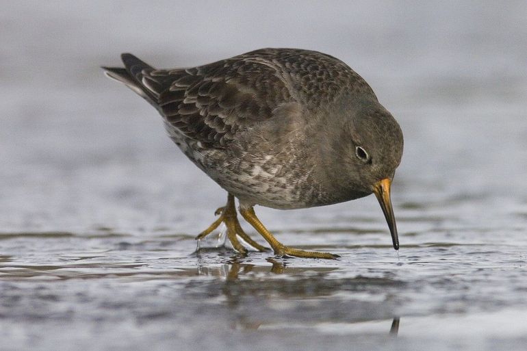 De paarse strandloper is niet echt heel paars