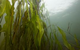 Onderwaterbladen van Rivierfonteinkruid