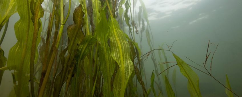 Onderwaterbladen van Rivierfonteinkruid