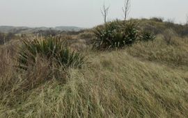 Niko Buiten Groeiplaats van Yucca in Kraansvlak