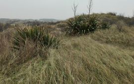 Groeiplaats van Yucca in Kraansvlak