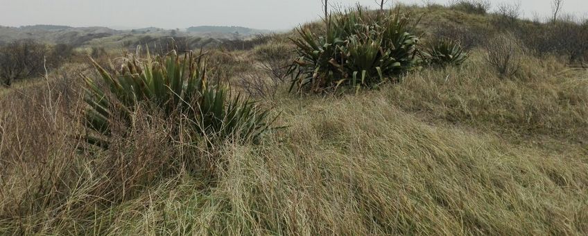 Groeiplaats van Yucca in Kraansvlak