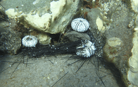 Photo credit: Alwin Hylkema Sick and dying sea urchins