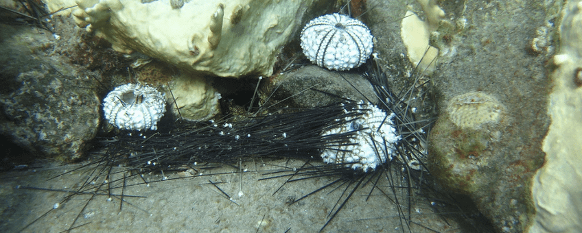 Sick and dying sea urchins