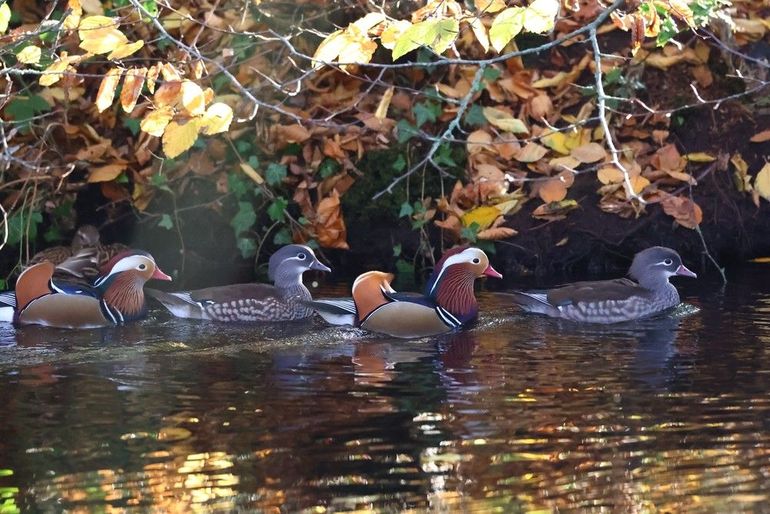 Mandarijneenden eten in deze tijd vooral plantaardig materiaal, zoals zaden en noten