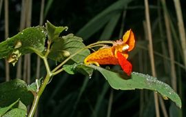 Leo Vaes oranje springzaad