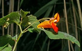 oranje springzaad