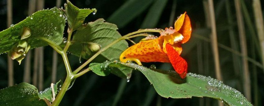 oranje springzaad