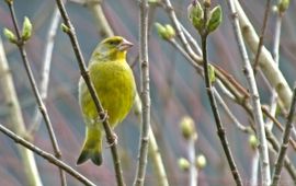 Hennie Cuper, Flickr groenling