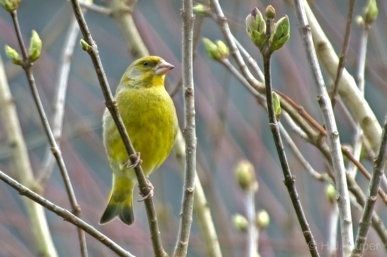 Een groenlingmannetje laat zijn mooie kleuren zien