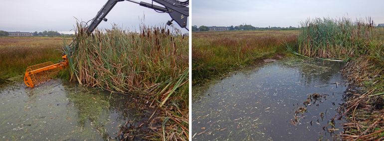 Cyclisch schoningsbeheer in het Vlijmens Ven: verlande sloten worden in verschillende fases geschoond waarbij grote delen vegetatie achterblijven om voldoende habitat te behouden