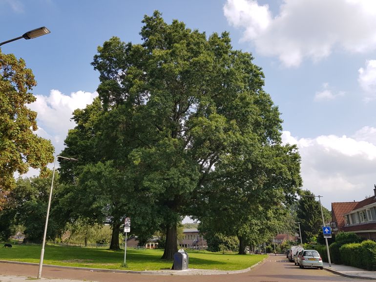 Vrij uitgroeiende Quercus palustris