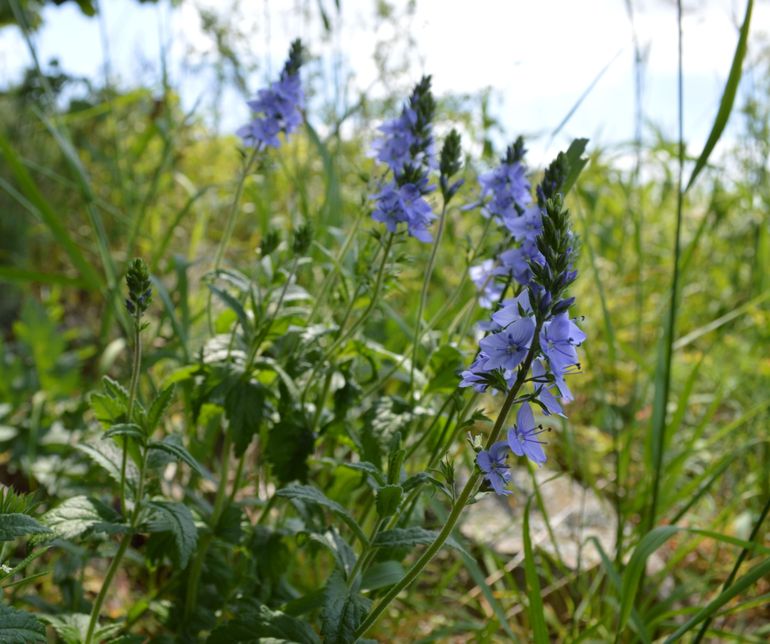 Brede ereprijs vind je veelal op de oeverwallen of rivierduinen langs de Waal.