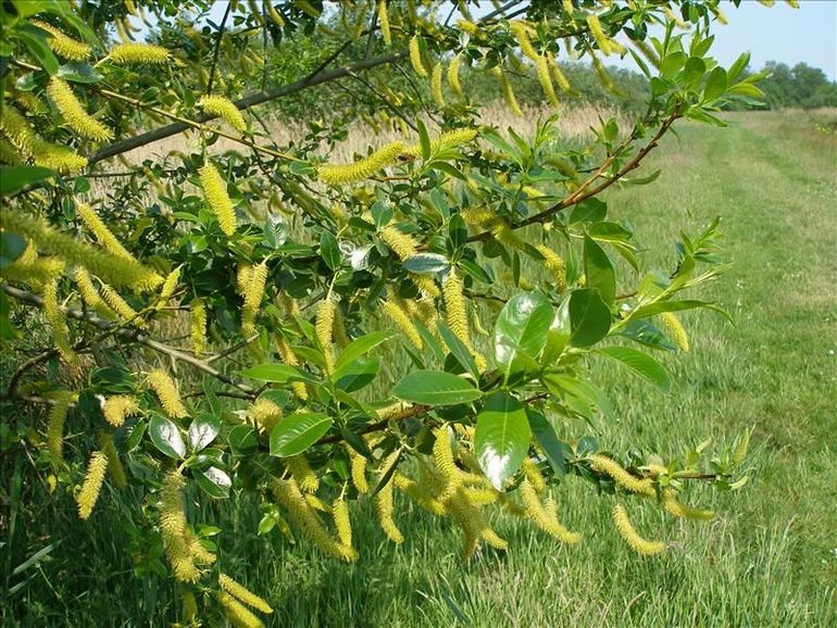 Laurierwilg heeft grote katjes en glimmend groen blad