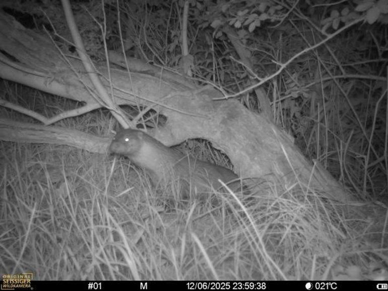 Mannetjesotter waargenomen via wildcamera in Meijendel