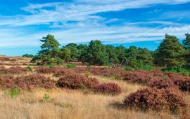 Nationaal park de Hoge Veluwe