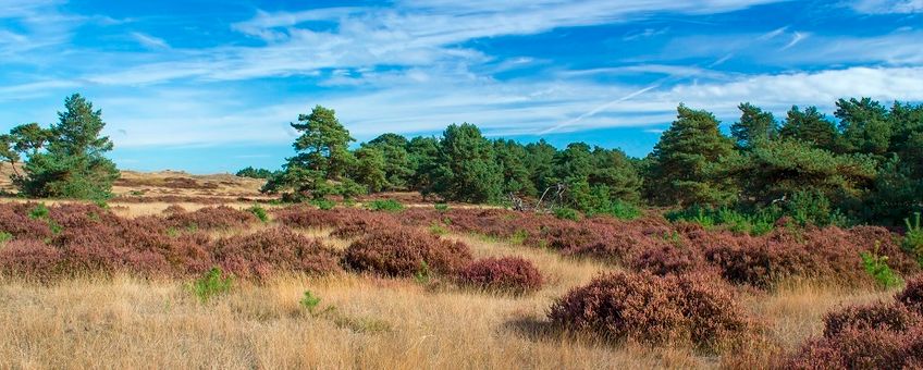 Nationaal park de Hoge Veluwe