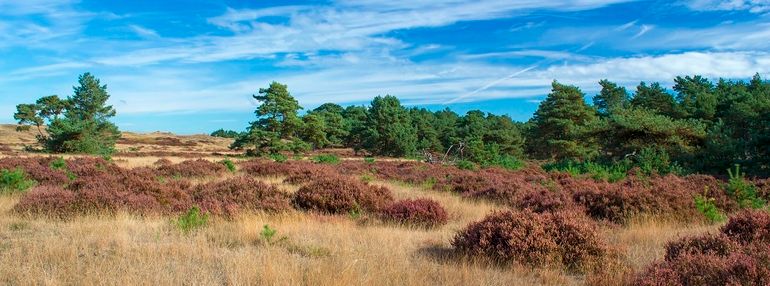 De Hoge Veluwe