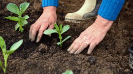 Onderzoek met tuinboon