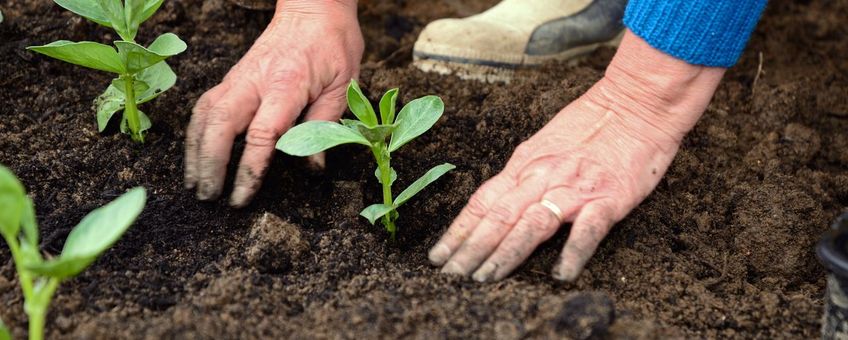 Onderzoek met tuinboon