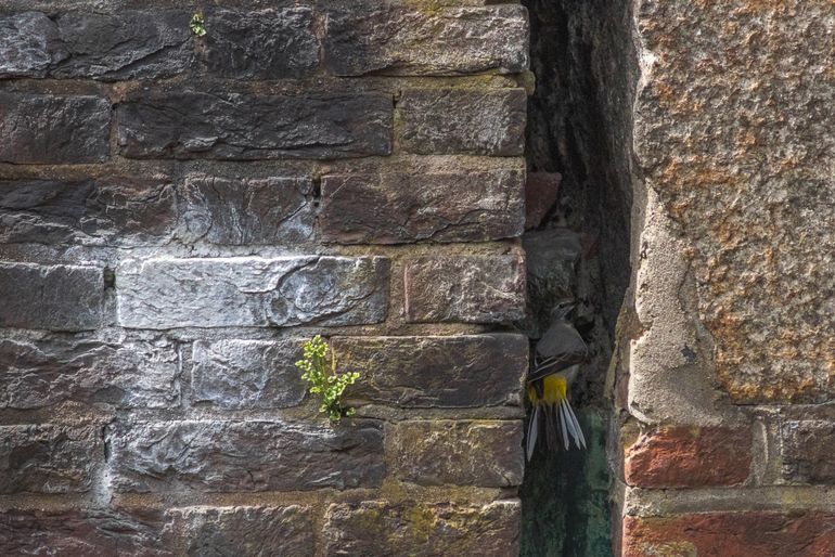 Het nest in de sluismuur