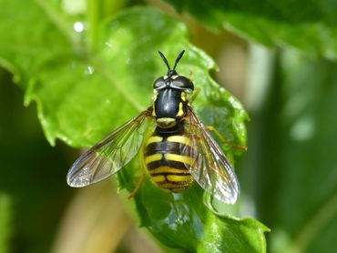 De bolle fopwesp (Chrysotoxum arcuatum) was vroeger een vrij algemene verschijning op de binnenlandse zandgronden, maar nu is het een echte zeldzaamheid in Nederland