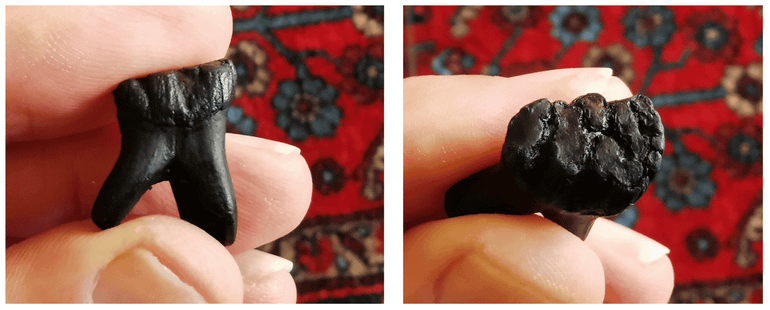 Milk teeth of a mammoth baby, showing a top view of the chewing surface on the left and a side view of the crown and roots on the right