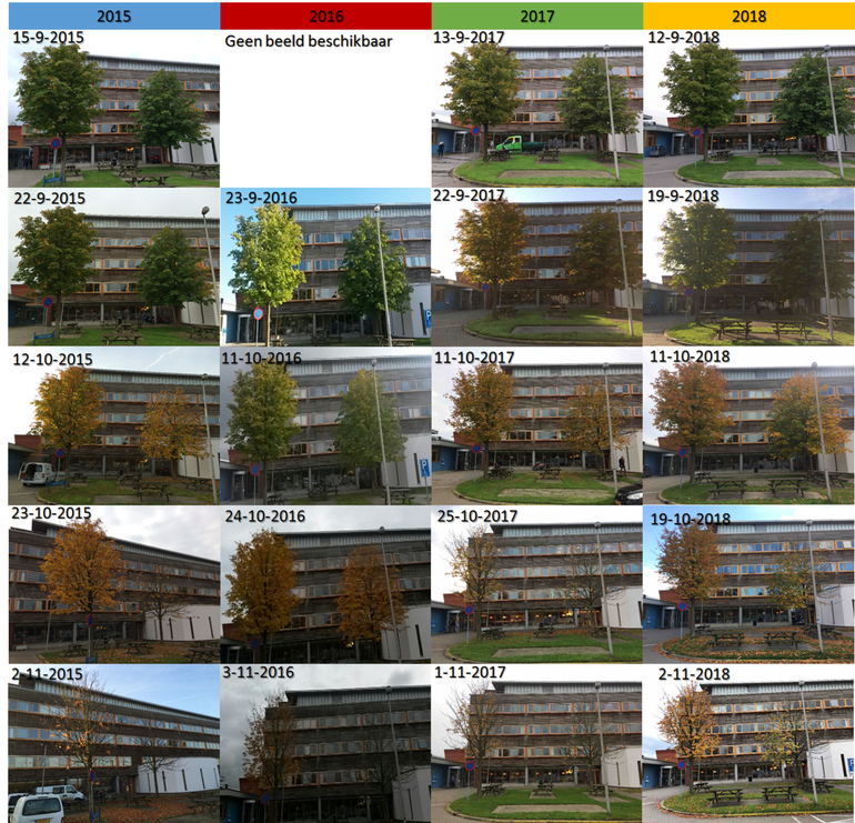 Verloop herfstverkleuring in de jaren 2015 t/m 2018 van twee witte paardenkastanjes op de campus van Wageningen University achter de gebouwen Lumen en Gaia