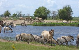 Grote kudde koniks in de Oostvaardersplassen VOOR EENMALIG GEBRUIK