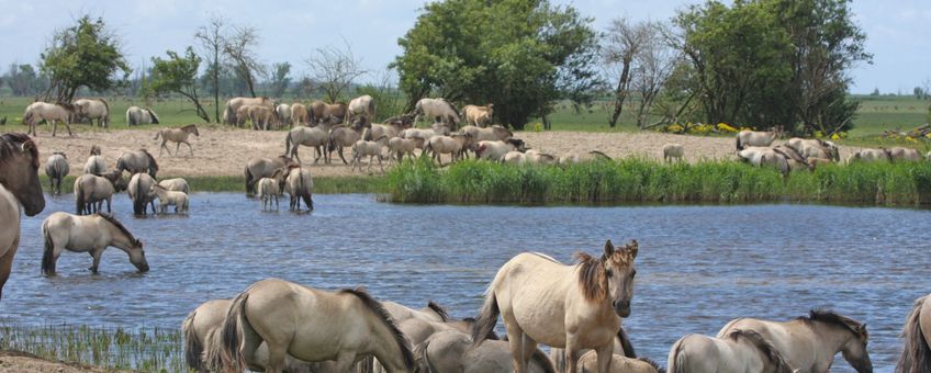 Grote kudde koniks in de Oostvaardersplassen VOOR EENMALIG GEBRUIK