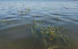 Vallisneria