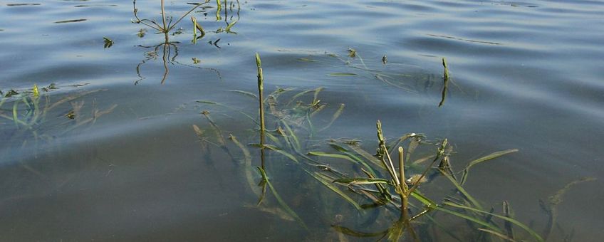 Vallisneria