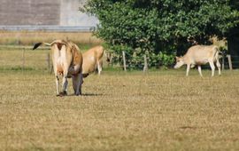 Eddy Teenstra, WUR-beeldbank Droog grasland