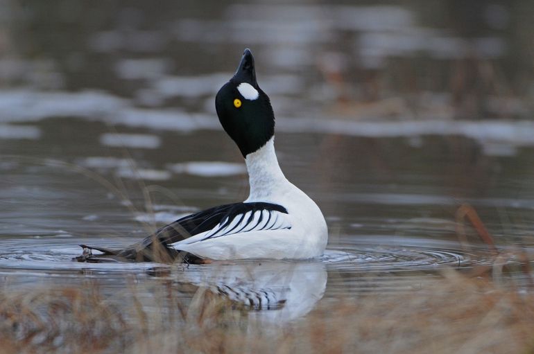 Brilduikers beginnen aan het eind van de winter al met de balts